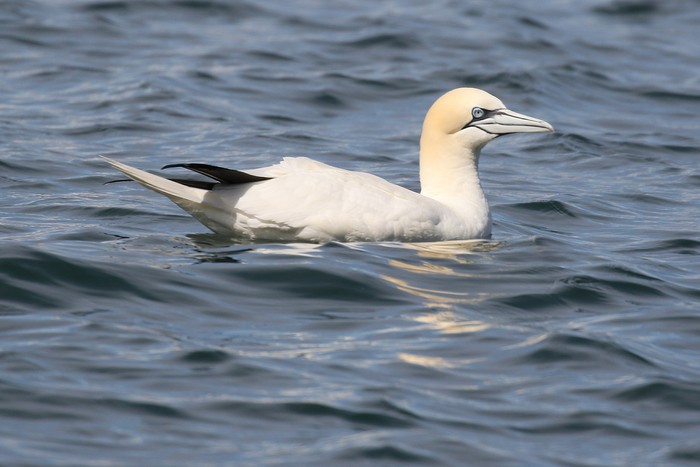 Gannet