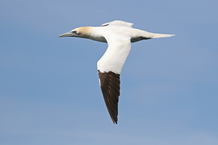 Gannet