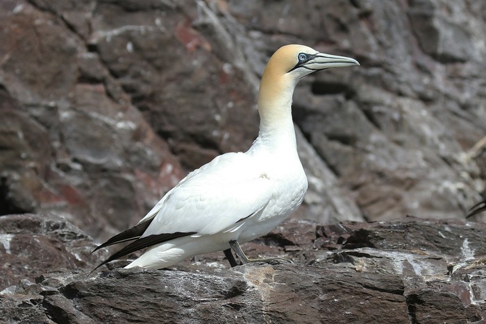 Gannet