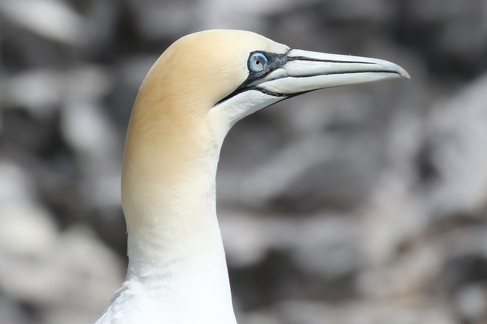 Gannet