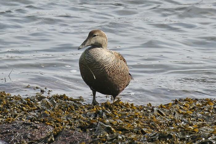 Eider