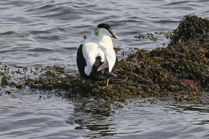 Eider
