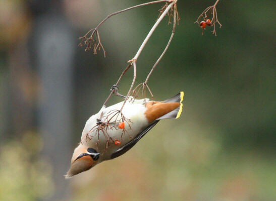 Waxwing