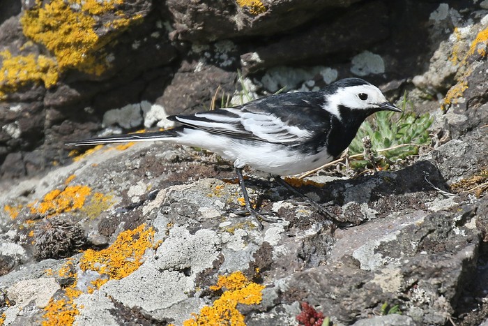 Pied Wagtail