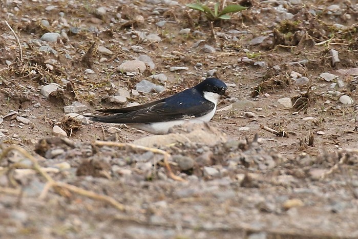 House Martin