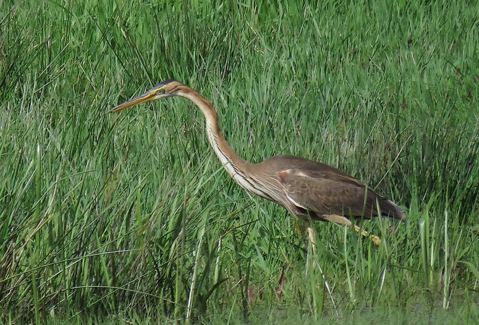 Purple Heron