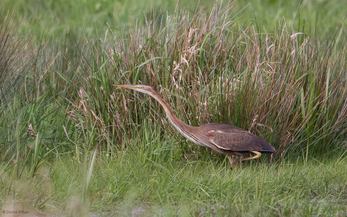 Purple Heron