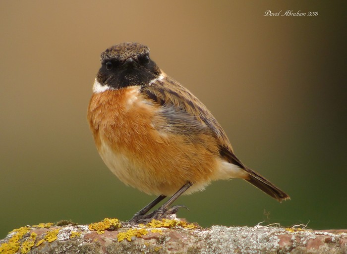 Stonechat