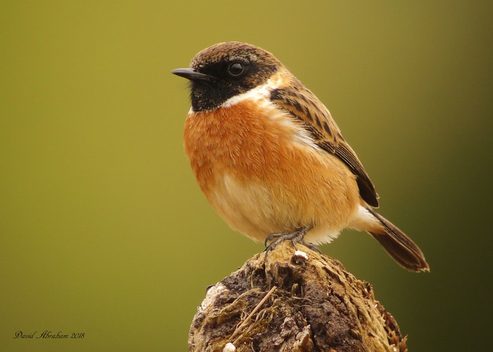 Stonechat