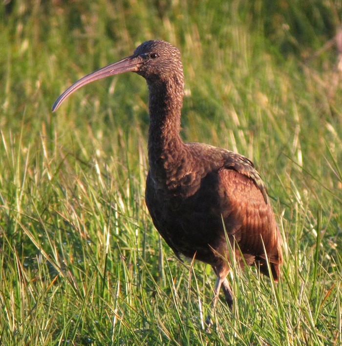 Glossy Ibis