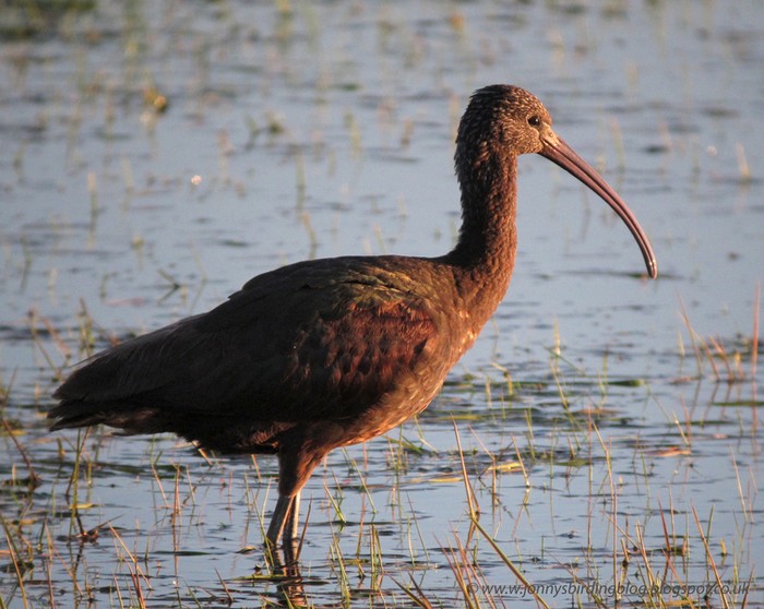 Glossy Ibis