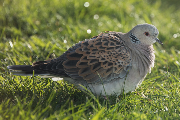 Turtle Dove