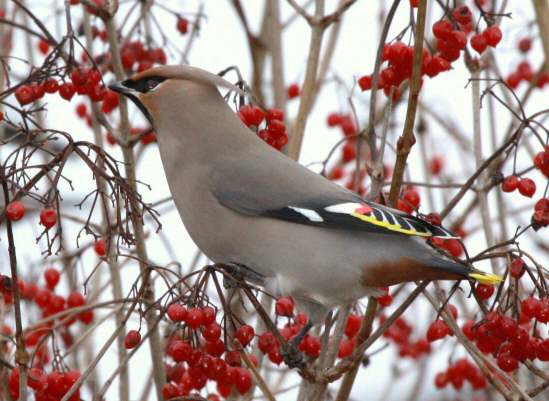 Waxwing