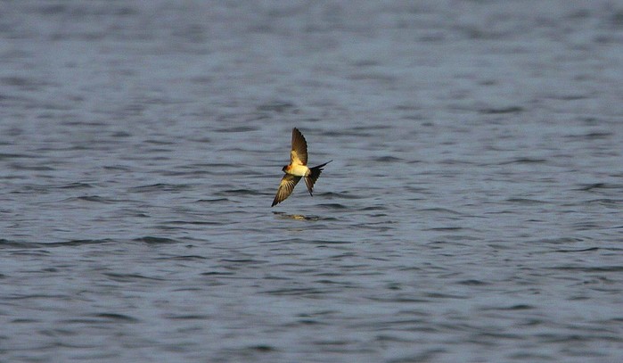 Red-rumped Swallow