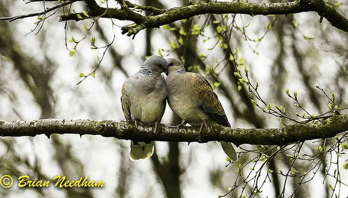 Turtle Dove