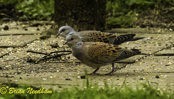 Turtle Dove