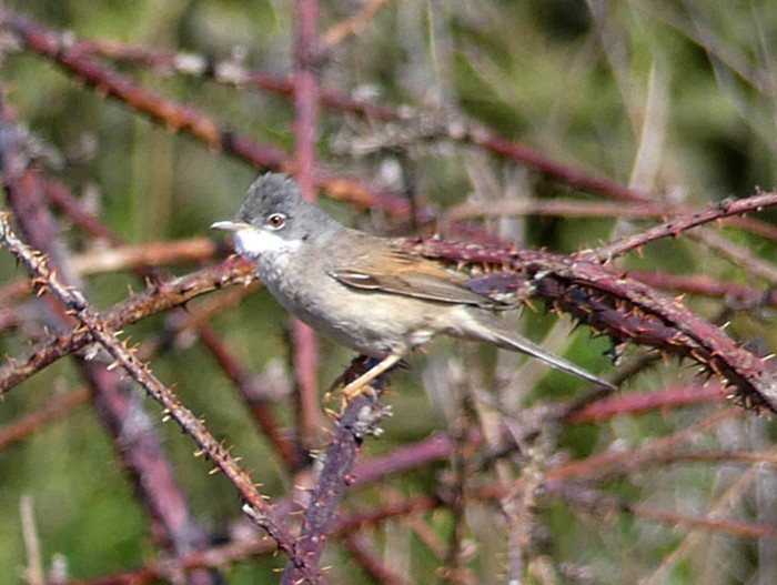 Whitethroat