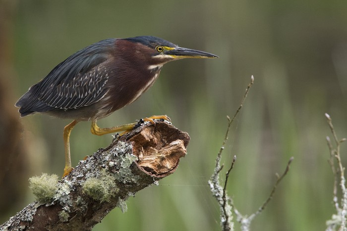Green Heron