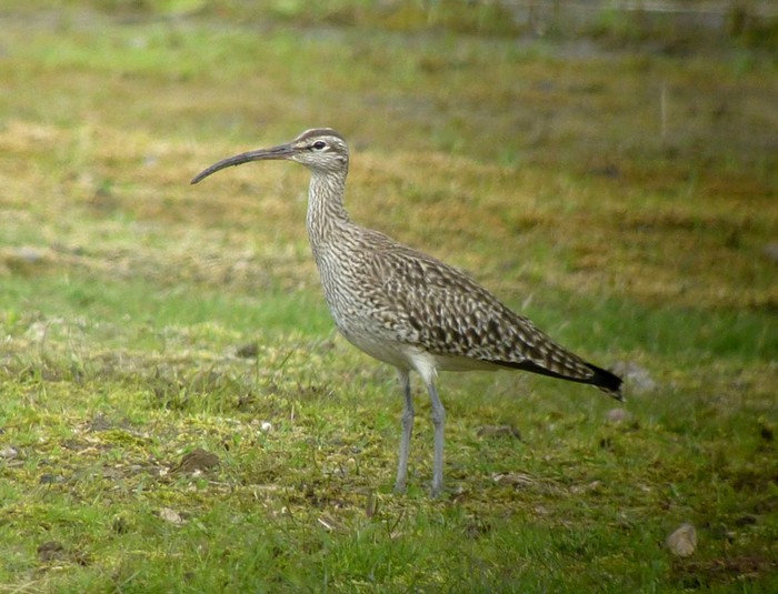 Whimbrel