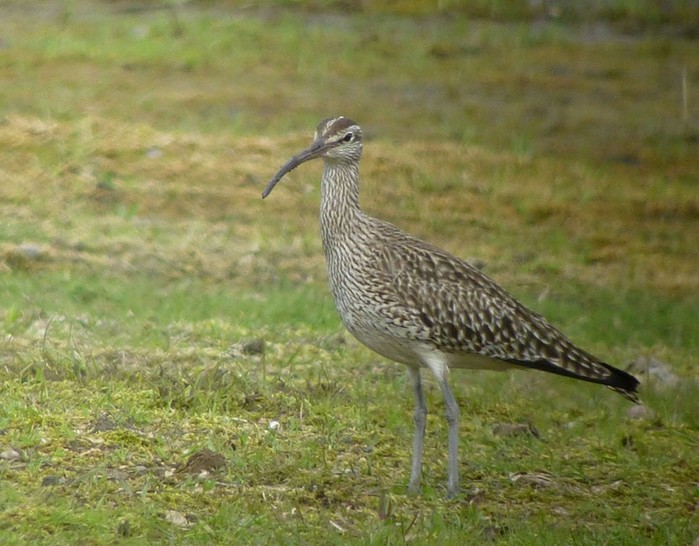 Whimbrel