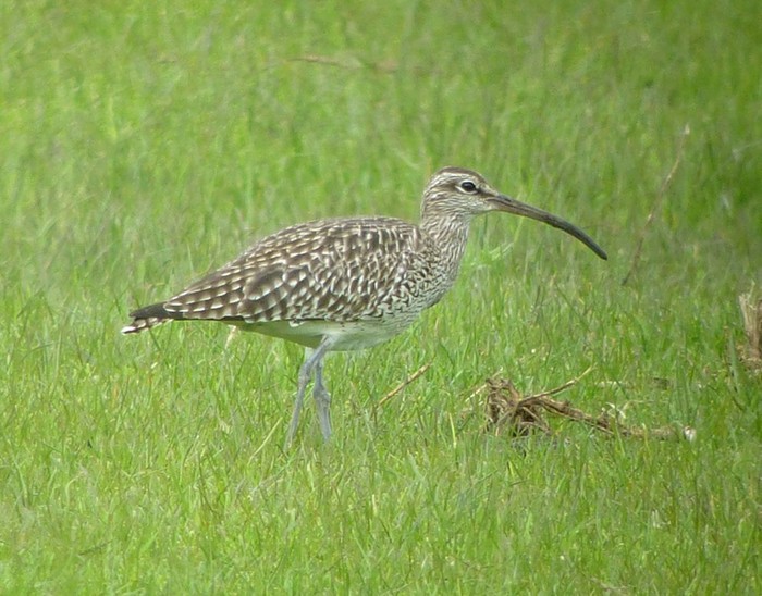 Whimbrel