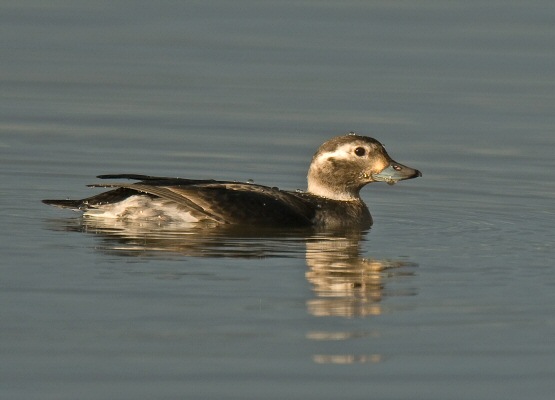 Long-tailed Duck