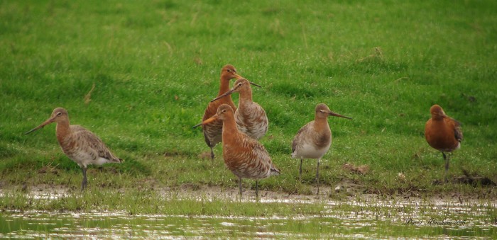 Black-tailed Godwit