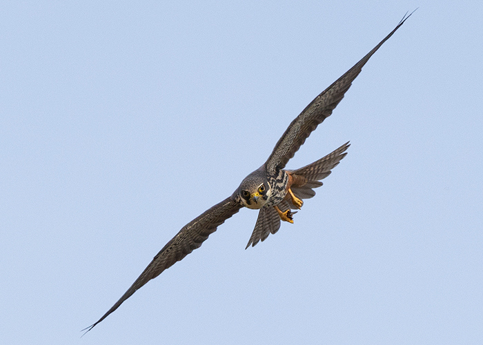 Hobby