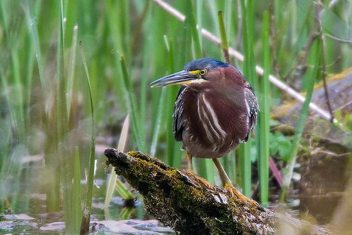 Green Heron