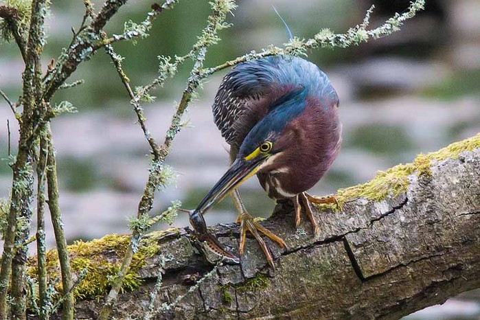 Green Heron