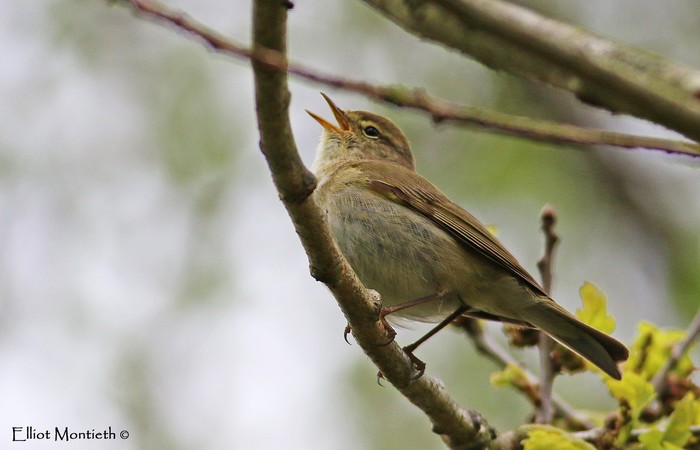 Iberian Chiffchaff