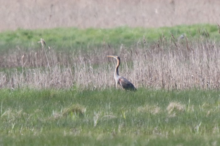 Purple Heron