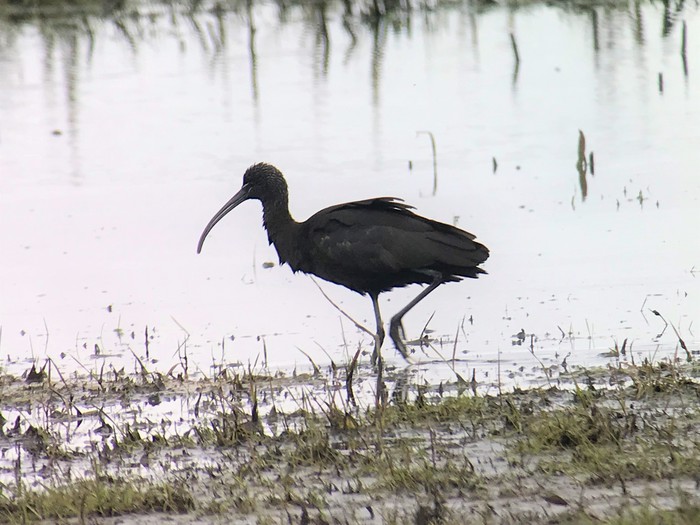 Glossy Ibis