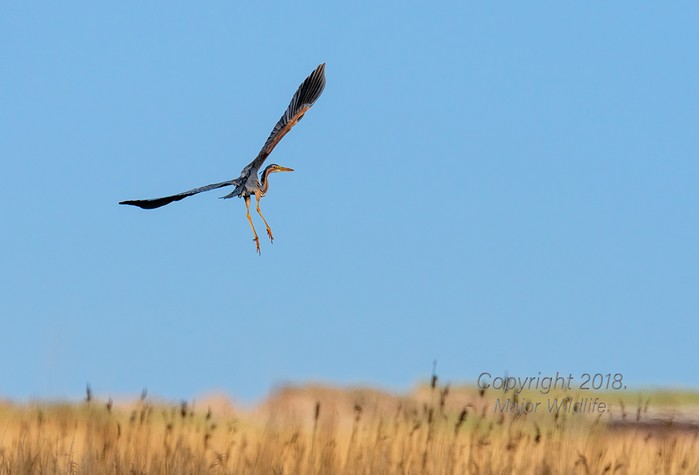 Purple Heron