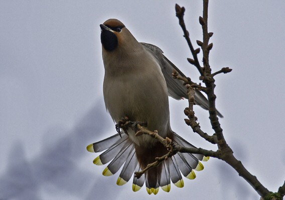 Waxwing