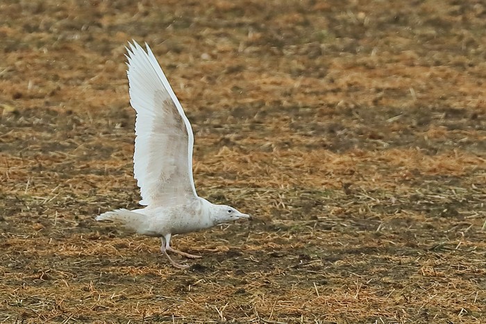 Glaucous Gull