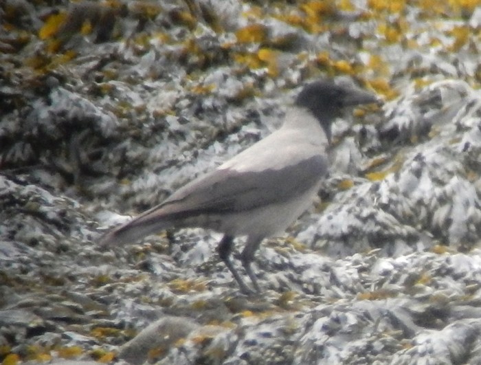 Hooded Crow