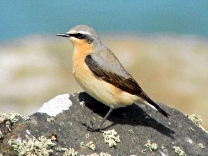 Wheatear