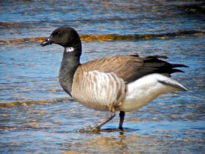 Pale-bellied Brent Goose
