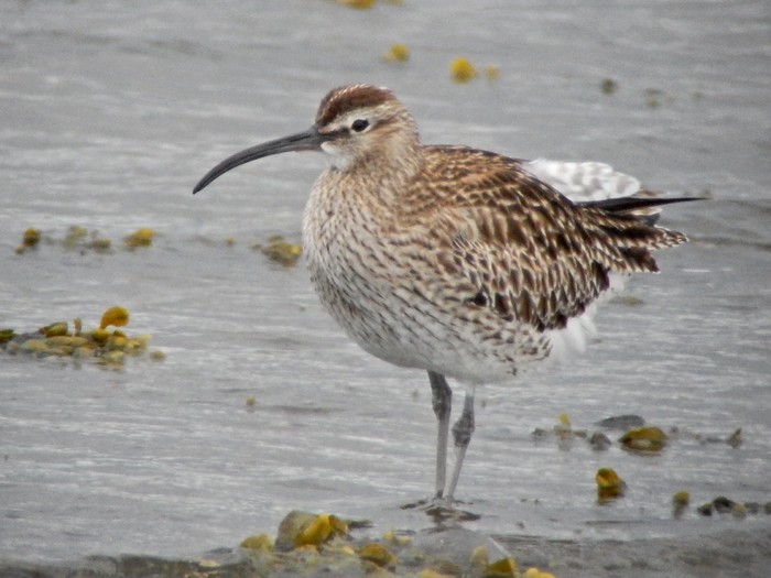 Whimbrel