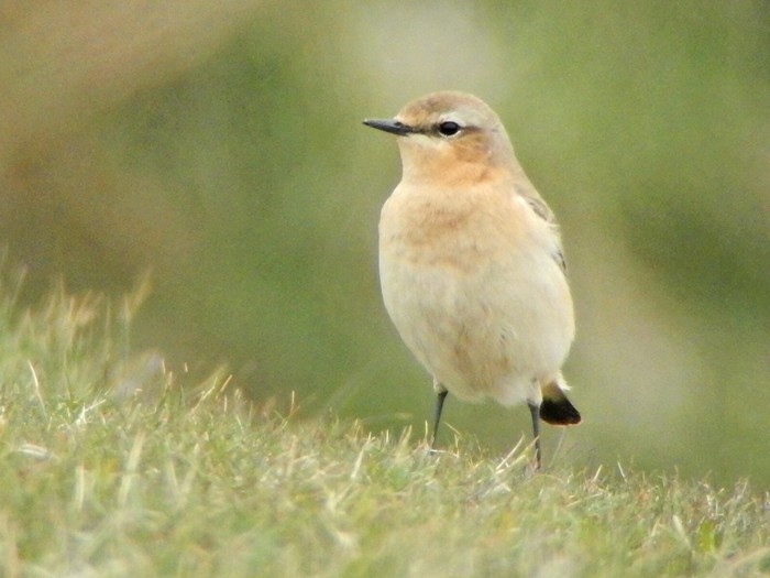 Wheatear
