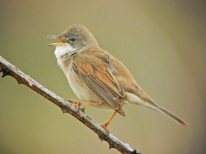 Whitethroat