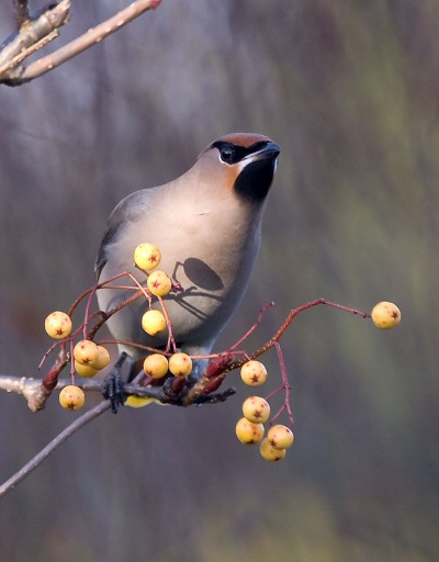 Waxwing