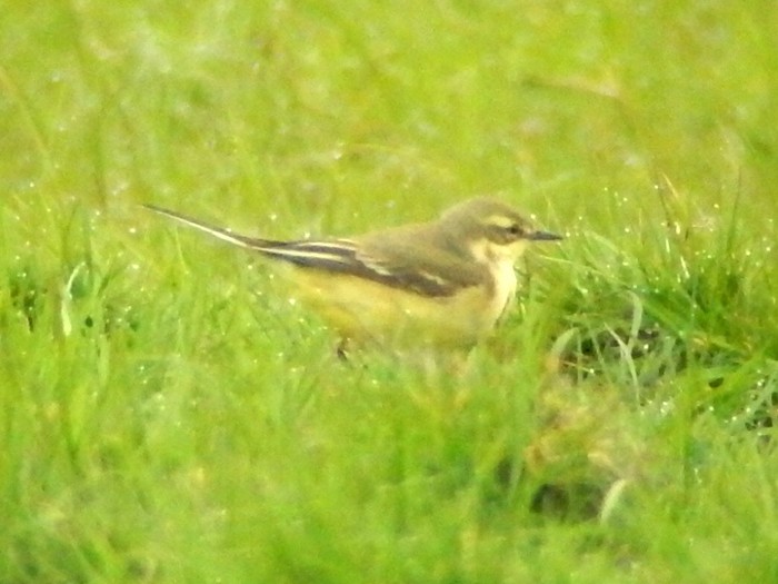 Yellow Wagtail