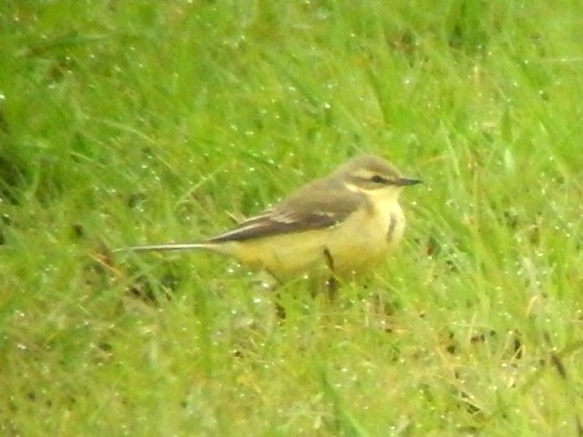 Yellow Wagtail