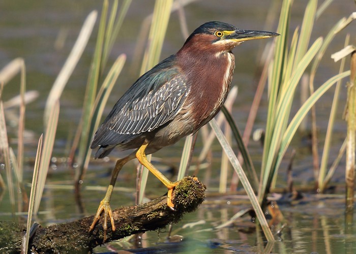 Green Heron