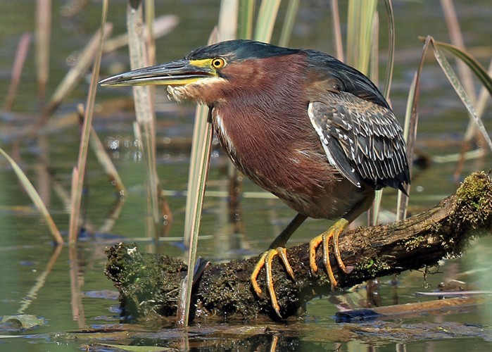Green Heron