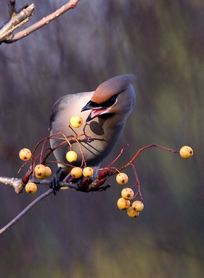 Waxwing