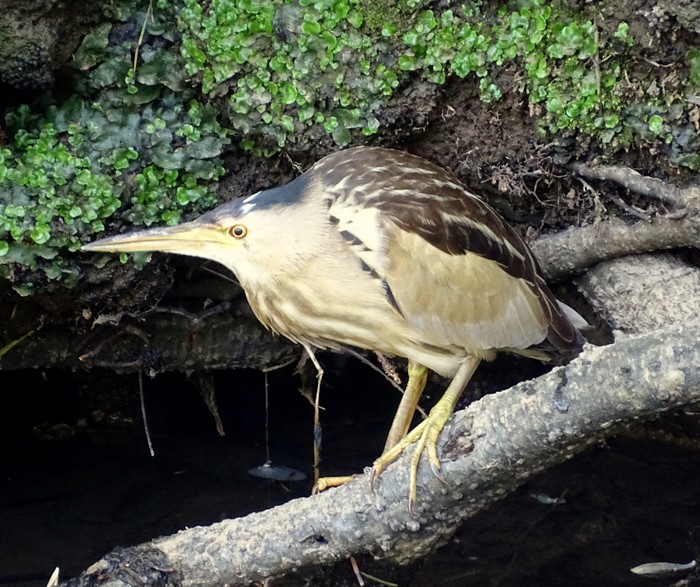 Little Bittern