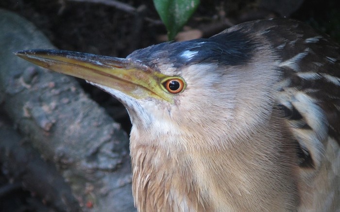 Little Bittern